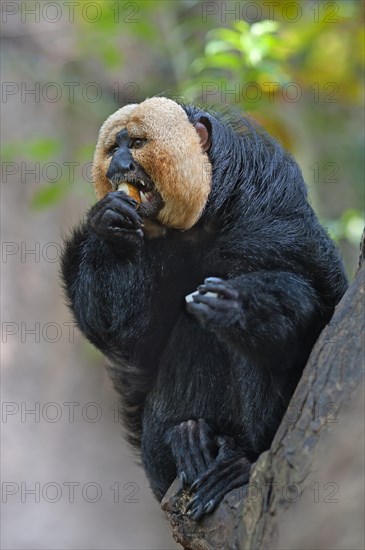 White-faced Saki (Pithecia pithecia) feeding on an apple