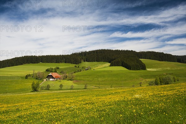 Flower meadow