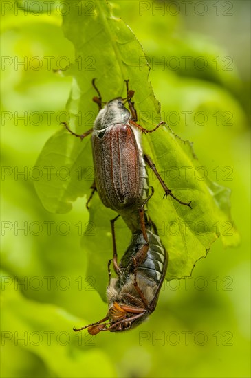 Chestnut Cockchafers (Melolontha hippocastani)