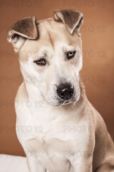 Akita Inu mixed-breed dog