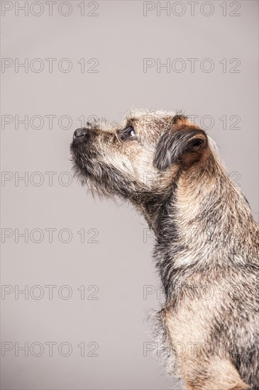 Border Terrier