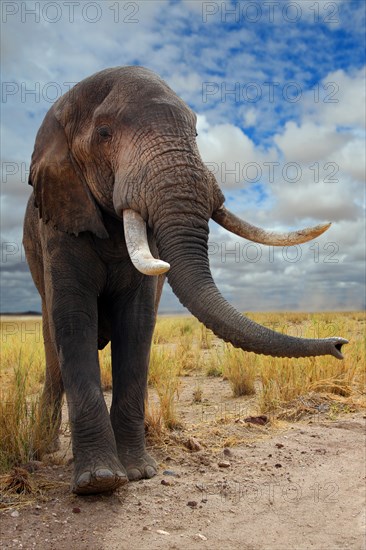 African Elephant (Loxodonta africana)