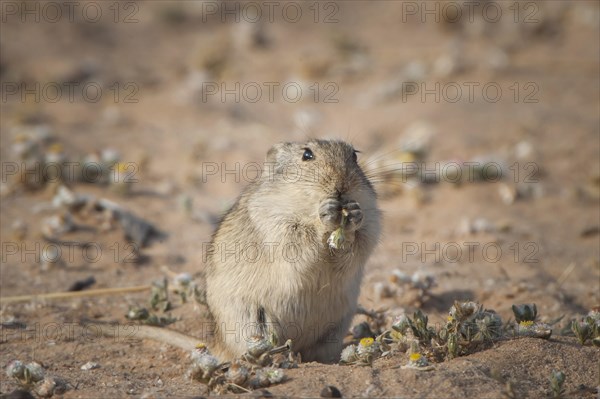 Brants's whistling rat (Parotomys brantsii)