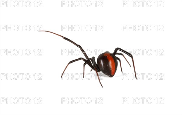 Redback Spider (Latrodectus hasselti)