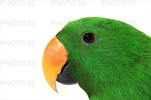 Eclectus Parrot (Eclectus roratus)