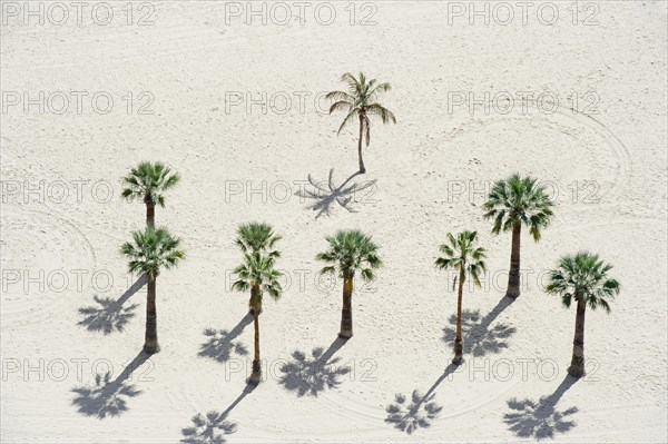 Palm trees on the beach