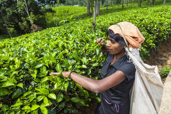 Tea picker