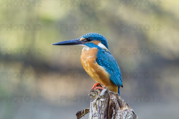 Kingfisher (Alcedo atthis)