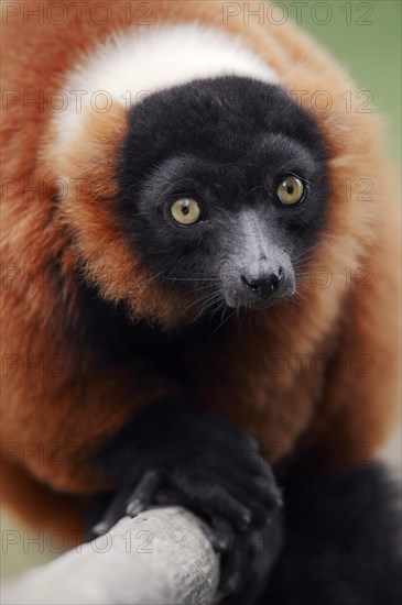 Red Ruffed Lemur (Varecia variegata rubra