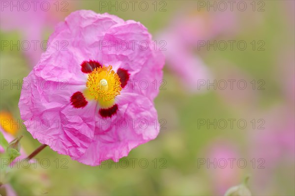 Orchid Rockrose (Cistus x purpureus)