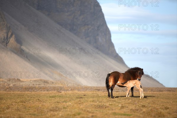 A newborn foal suckling at the mare