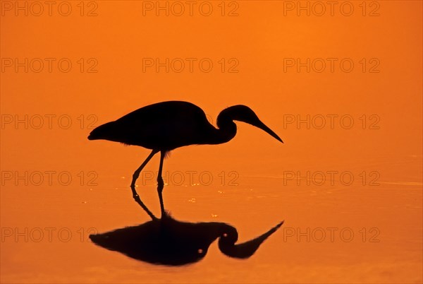 Little Blue Heron (Egretta caerulea) at sunset