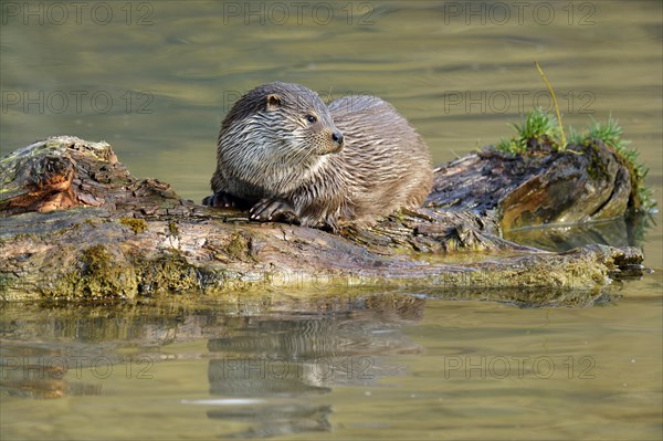 European Otter (Lutra lutra)