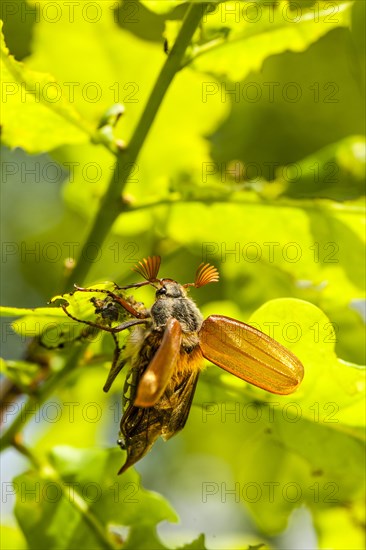 Chestnut Cockchafer (Melolontha hippocastani)