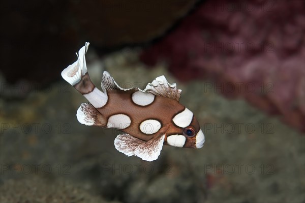 Harlequin Sweetlips (Plectorhinchus chaetodonoides)