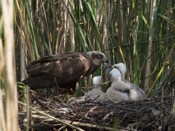 Western marsh harrier (Circus aeruginosus) with chicks in the nest