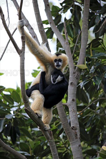 Northern White-cheeked Gibbons (Nomascus leucogenys)