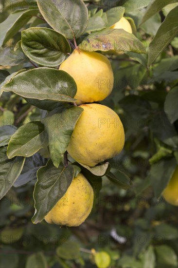 Pear quinces (cydonia oblonga)