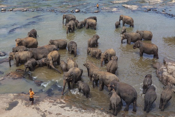 Herd of Asian elephants (Elephas maximus) from the Pinnawala Elephant Orphanage bathing in the Maha Oya river