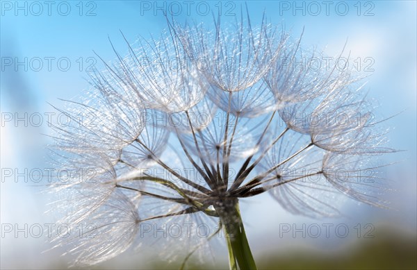 Meadow Salsify (Tragopogon pratensis)