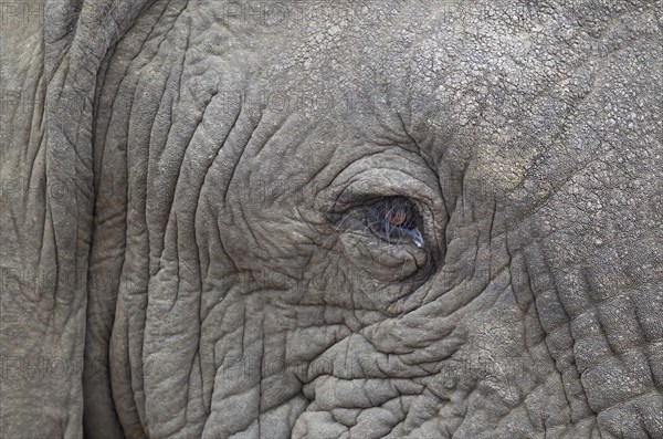 African Elephant (Loxodonta africana)