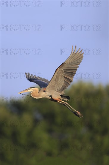 Great Blue Heron (Ardea herodias)