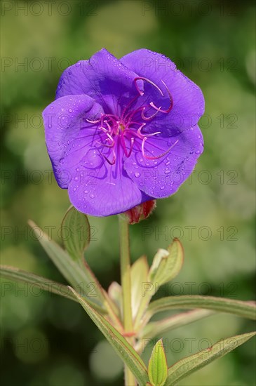 Princess Flower (Tibouchina urvilleana)