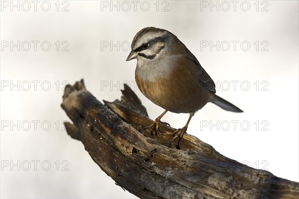 Rock Bunting (Emberiza cia)