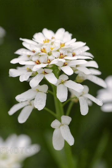 Evergreen Candytuft (Iberis sempervirens)