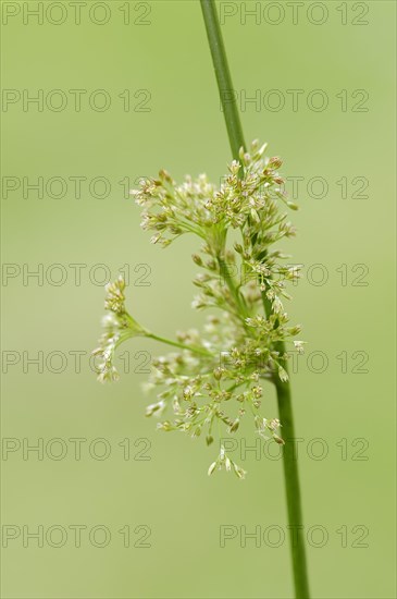 Soft Rush (Juncus effusus)