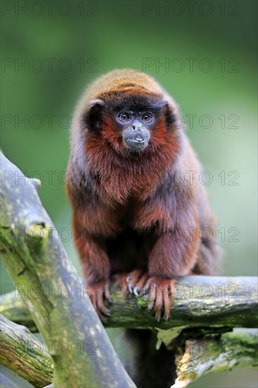 Red-bellied Titi (Callicebus moloch)