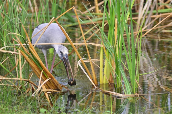 Asian Openbill Stork (Anastomus oscitans) with a snail in its beak