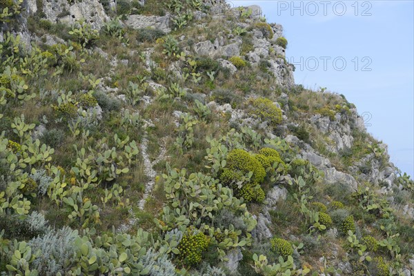 Prickly Pear Cactus (Opuntia ficus-indica) and Tree Spurge (Euphorbia dendroides)