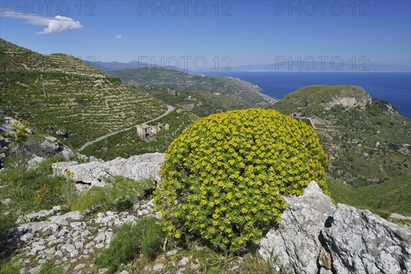 Tree Spurge (Euphorbia dendroides)