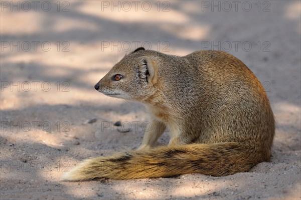 Yellow Mongoose (Cynictis penicillata)