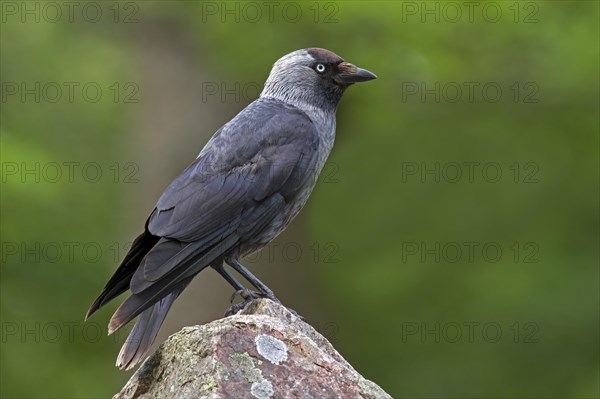 Hooded Crow (Corvus corone)