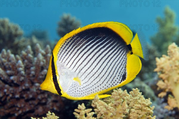 Blackback butterflyfish (Chaetodon melannotus)