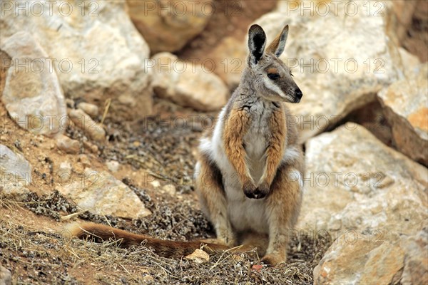 Yellow-footed Rock Wallaby (Petrogale xanthopus)