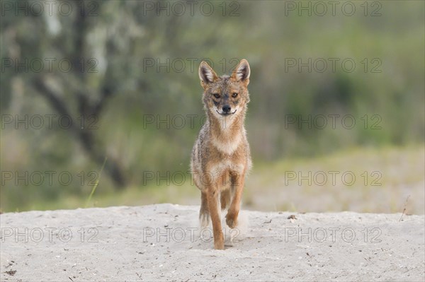Golden jackal (Canis aureus) runs on sandy soil