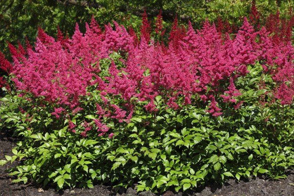 Garden Astilbe (Astilbe arendsii)