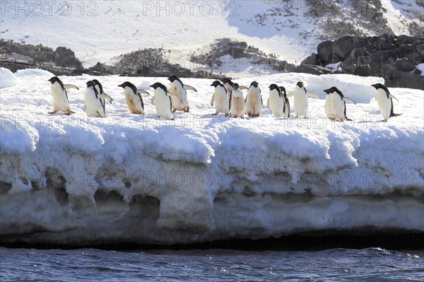 Adelie Penguins (Pygoscelis adeliae)