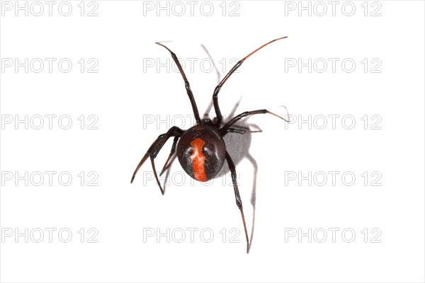 Redback Spider (Latrodectus hasselti)