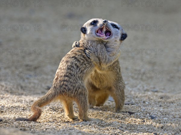 Meerkats (Suricata suricatta)