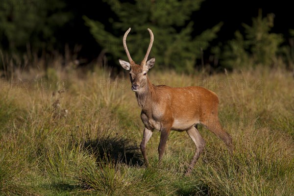 Red Deer (Cervus elaphus)