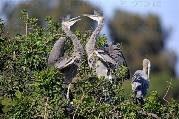 Great Blue Heron (Ardea herodias)