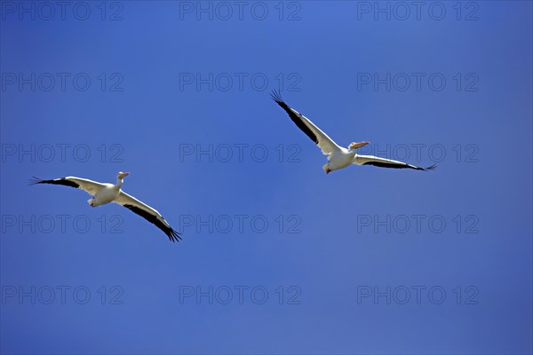 American White Pelican (Pelecanus erythrorhynchos)