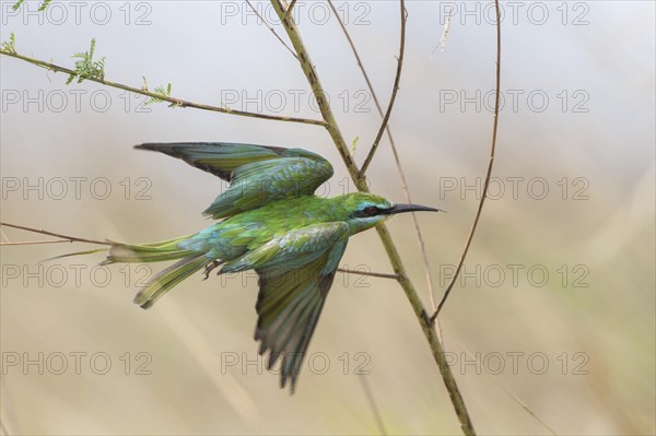 Blue-cheeked Bee-eater (Merops persicus)