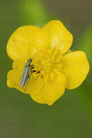 False Blister Beetle or Pollen-Feeding Beetle (Oedemera virescens) on a Tall Buttercup (Ranunculus acris)