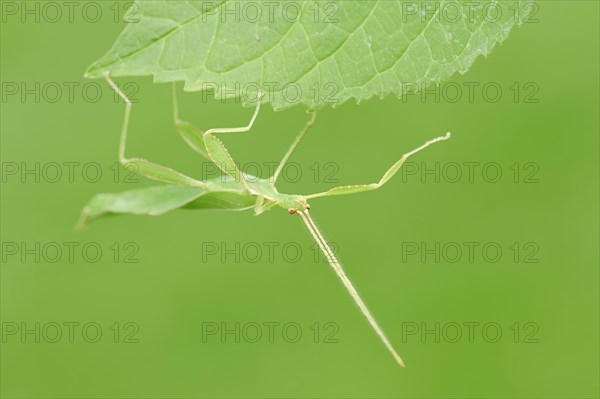 Leaf Insect (Phyllium philippinicum