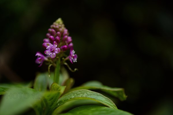Flower with leaves